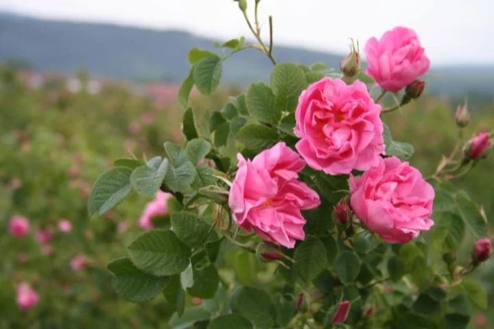 Роза (Rosa) - цвят 25 гр
