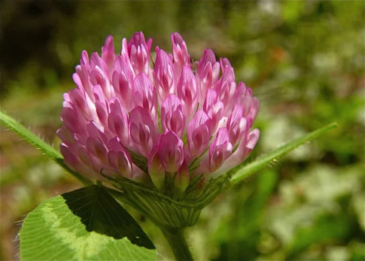 Червена детелина (Trifolium pratense) -цвят 50 гр.