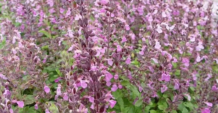 Червено подъбиче (Teucrium chamaedrys) - стрък 50 гр.