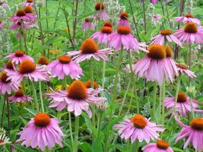 Ехинацея (Superorder Echinacea) – стрък 70 гр