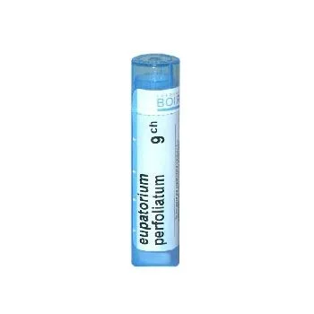 Еупаториум Перфолиатум (Eupatorium Perfoliatum) 9 CH