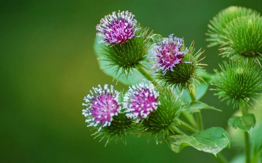 Репей корен  - Arctium lappa L. - 50 гр