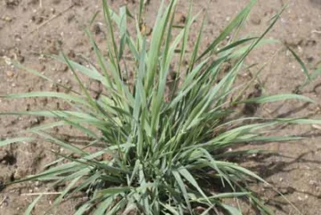 Троскот, Пирей  корен - Agropygum repens (L.) - 50 гр.