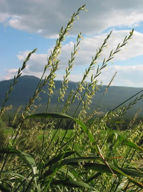 Троскот, Пирей  корен - Agropygum repens (L.) - 50 гр.
