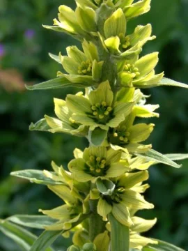 Чемерика корен - Verabrum Lobelianum Bernh. - 50 гр.