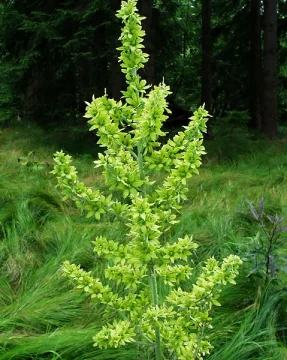Чемерика корен - Verabrum Lobelianum Bernh. - 50 гр.
