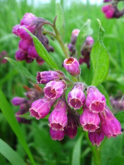 Чер Оман корени- Symphytum officinalis L. - 100 гр,
