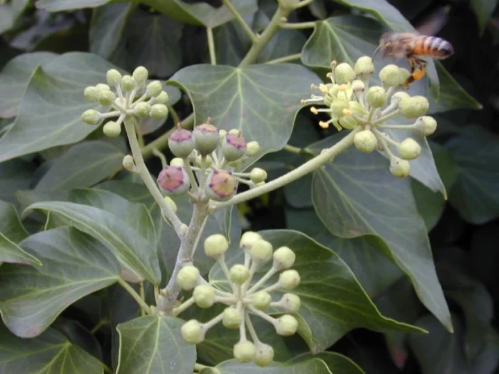 Бръшлян листа - Hedera helix L. - 30 гр.