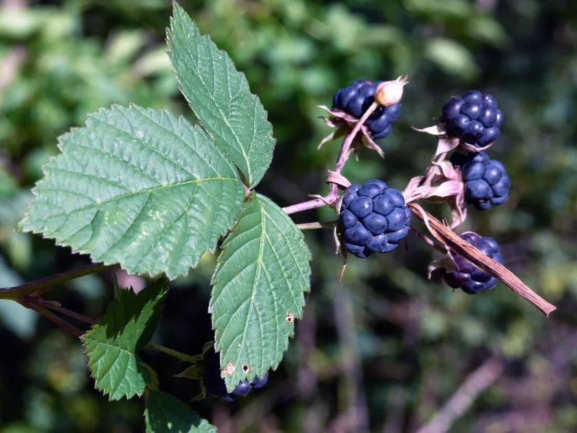 Къпина листа - Rubus caesius L.- 50 гр.