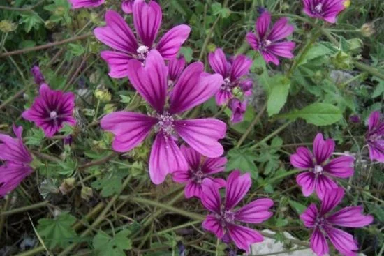 Слез листа - Malva silvestris L. - 50 гр