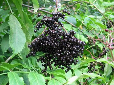 Бъз плод - Sambucus nigra L.-100 гр.