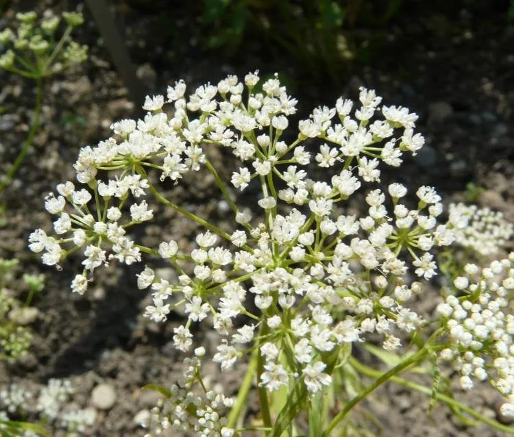 Анасон семе - Pimpinella anisum L. - 50 гр.