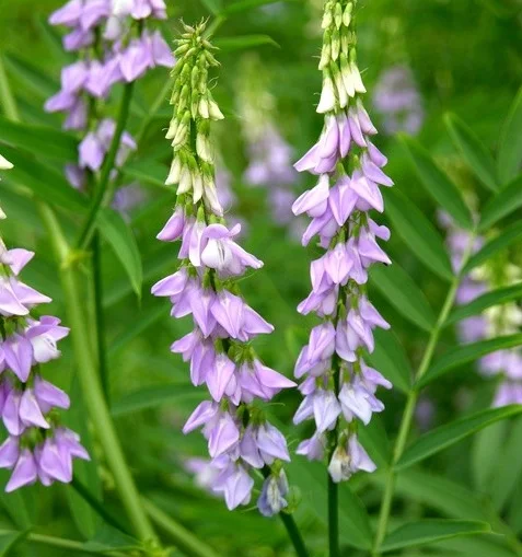 Сладък корен - Glycyrrhiza glabra L. - 100 гр