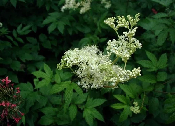Блатен тъжник стрък - Filipendula ulmariq L. (Maxim)- 50 гр.