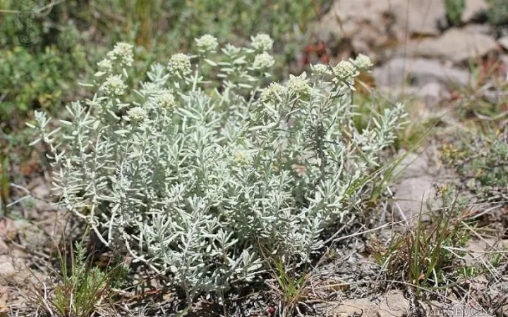 Бяло Подъбиче стрък - Teuclium polium L.- 30 гр.