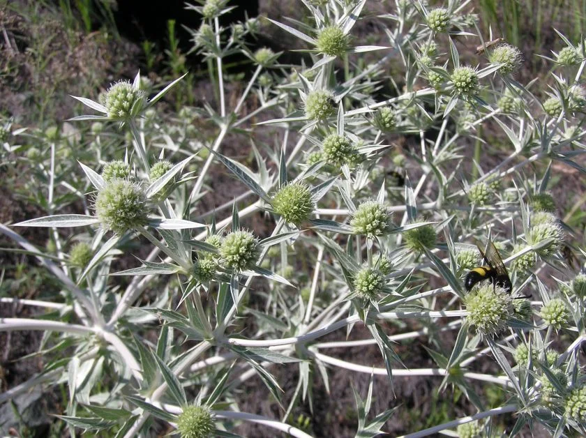 Ветрогон стрък - Eryngium compestre L.-50 гр.