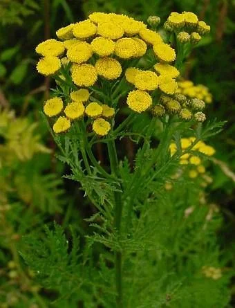 Вратига стрък - Tanacetum vulgaris L.-40 гр.