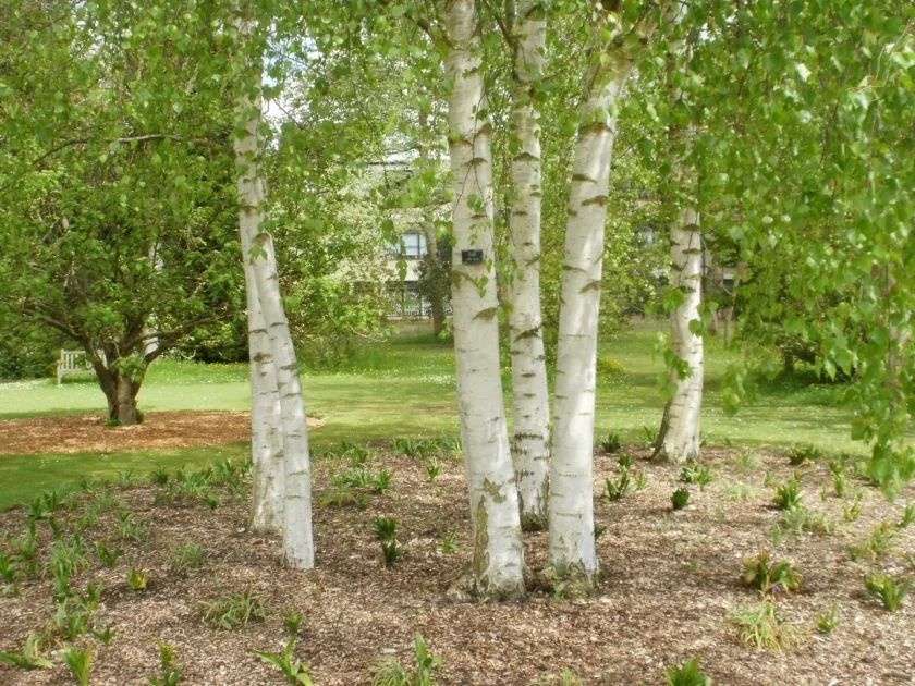 Бяла бреза (Betula pendula) - листа-40 гр.