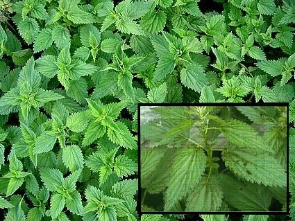 Билкова коприва (Urtica dioica) - корени-50 гр
