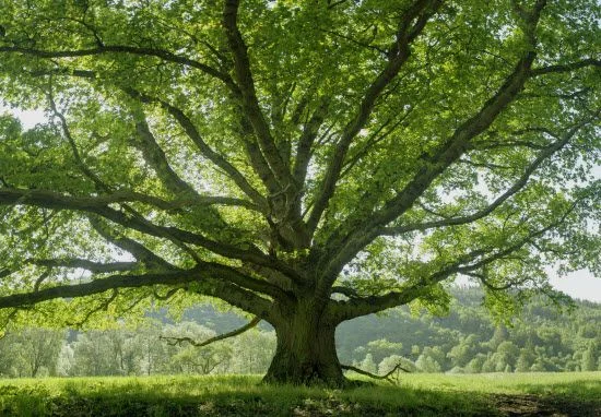 Лечебен дъб (Quercus cortex) - кори -60 гр.