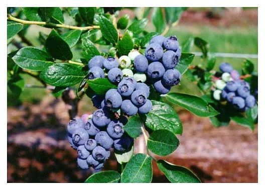 Черна боровинка (Myrtilli folium) - листа -50 гр.
