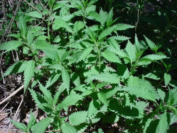 Билкова коприва (Urtica dioica) - листа-40 гр.