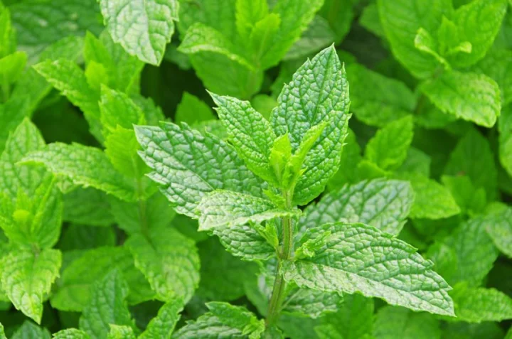 Мента (Mentha) - листа - 40 гр