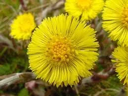 Подбел (Tussilago farfara) - листа- 40 гр.
