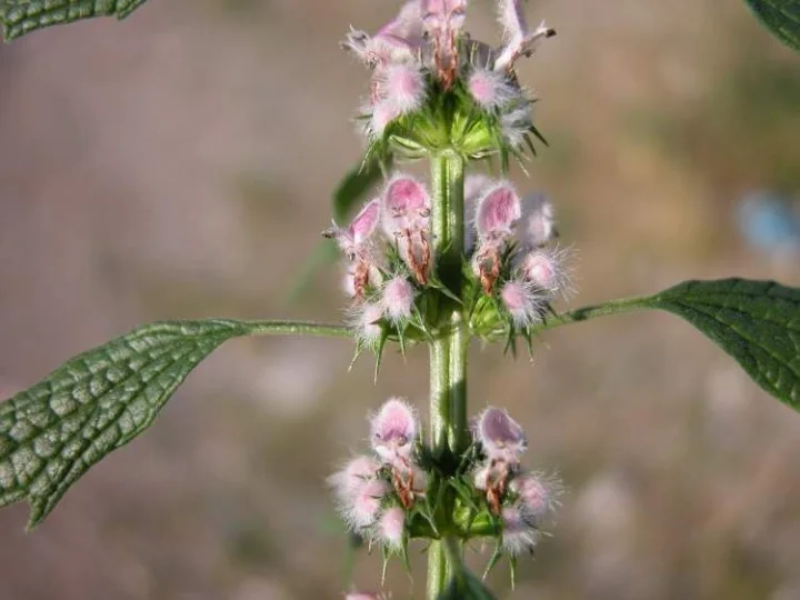 Дяволска уста (Leonurus cardiaca L.) - стрък-50 гр.