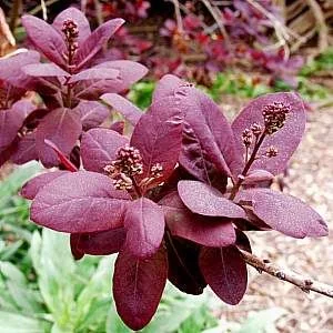 Смрадлика (Cotinus goggygria) - листа-50 гр.