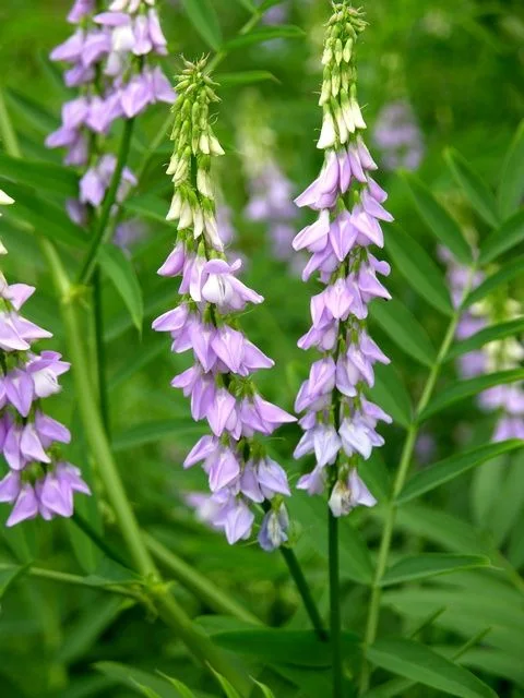 Жаблек стрък - Galrga officinalis L.-50 гр.