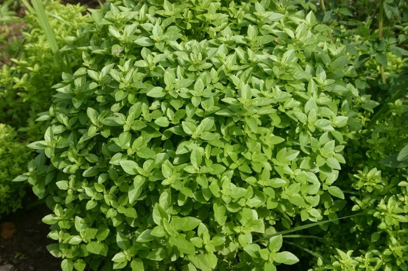 Босилек (Ocimum basilicum L.) - стрък-50 гр.