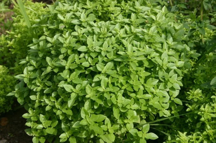 Босилек (Ocimum basilicum L.) - стрък-50 гр.