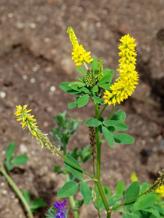 Жълта Комунига стрък - Melilotus officinalis L.-50 гр
