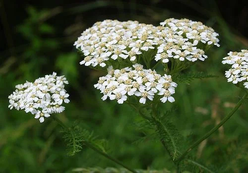 Бял равнец (Achillea millefolium) - стрък- 50 гр.