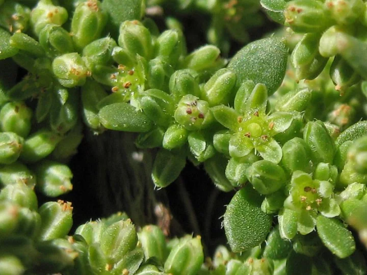 Изсипливче (Herniaria glabra L. Herniaria hirsuta L.) - стрък- 50 гр.