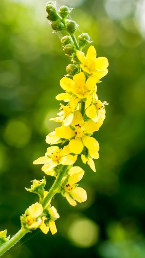 Камшик (Agrimonia eupatoria L.) - стрък- 50 гр.
