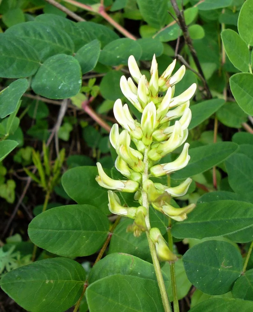 Клинавиче (Astragalus glycyphyllos L.) - стрък-40 гр.