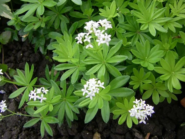 Лазаркиня (Asperula odorata L.) - лист