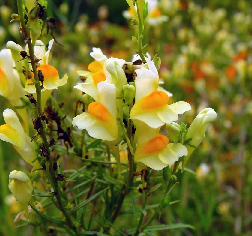 Луличка (Linaria vulgaris Mill.) - стрък- 50 гр.