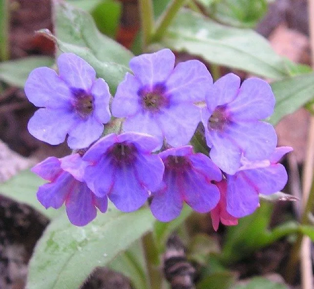 Медуница (Pulmonaria officinalis L.) - стрък - 50 гр.