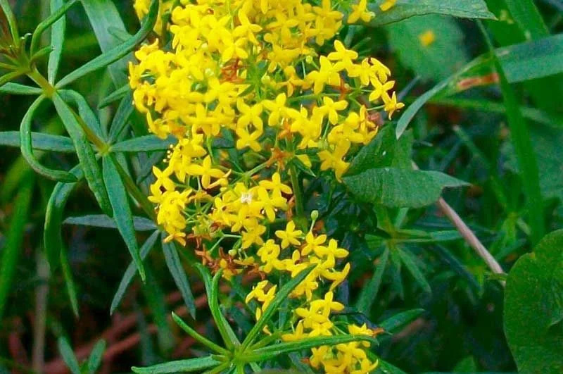 Еньовче (Galium verum) - стрък- 50 гр.