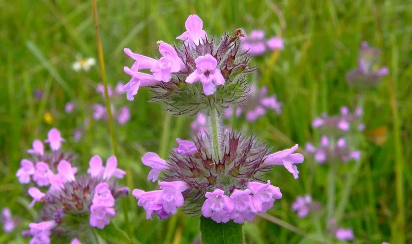 Котешка стъпка (Clinopodium vulgare) - стрък 50 гр.