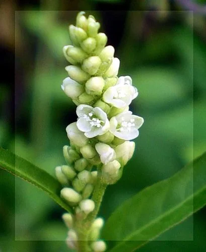 Водно пипериче (Herba polygoni hydropiperis) - стрък 40 гр.