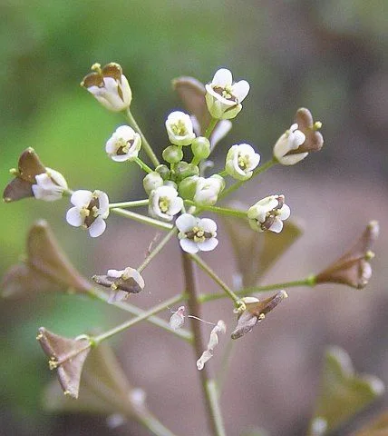 Овчарска торбичка (Capsella bursa - pastoris) - стрък 50 гр.