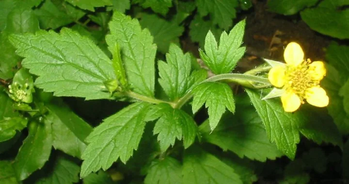Омайниче стрък - ( Geum urbanum ) -30 гр.