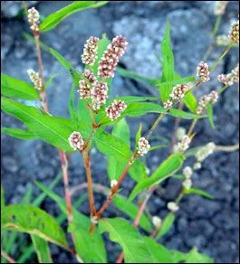 Пача трева  стрък - Polygonum aviculare L.-50 гр.