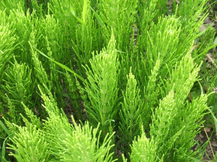Полски хвощ (Equisetum arvense) - стрък 40 гр.