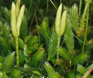 Плавун (Lycopodium selago L..) - стрък 50 гр.