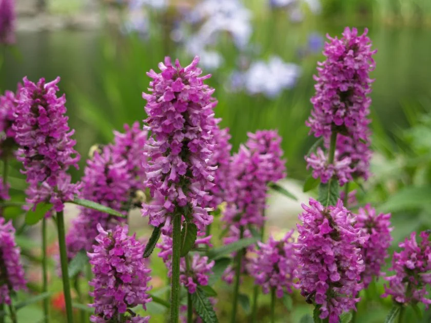 Ранилист стрък - Betonica officinalis L -50 гр.